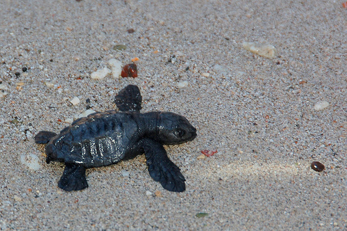 Turtle National Park
